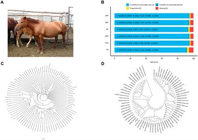 Whole genome sequencing and de novo genome assembly of the Kazakh native horse Zhabe